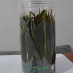 برگ اکالیپتوس تازه در بوم رست