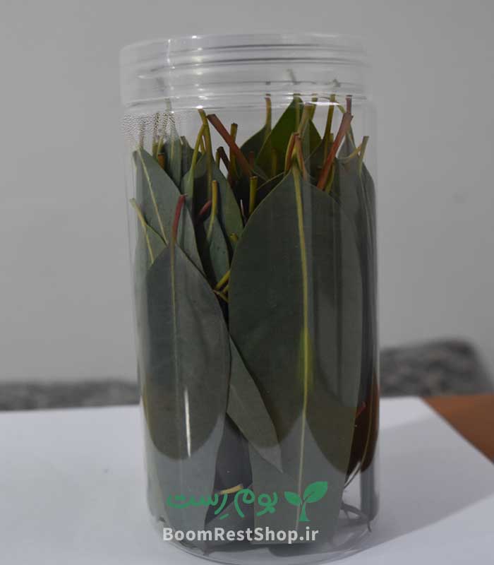 برگ اکالیپتوس تازه در بوم رست