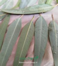 برگ اکالیپتوس تازه در بوم رست