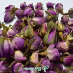 غنچه گل سرخ - خرید از بوم رست