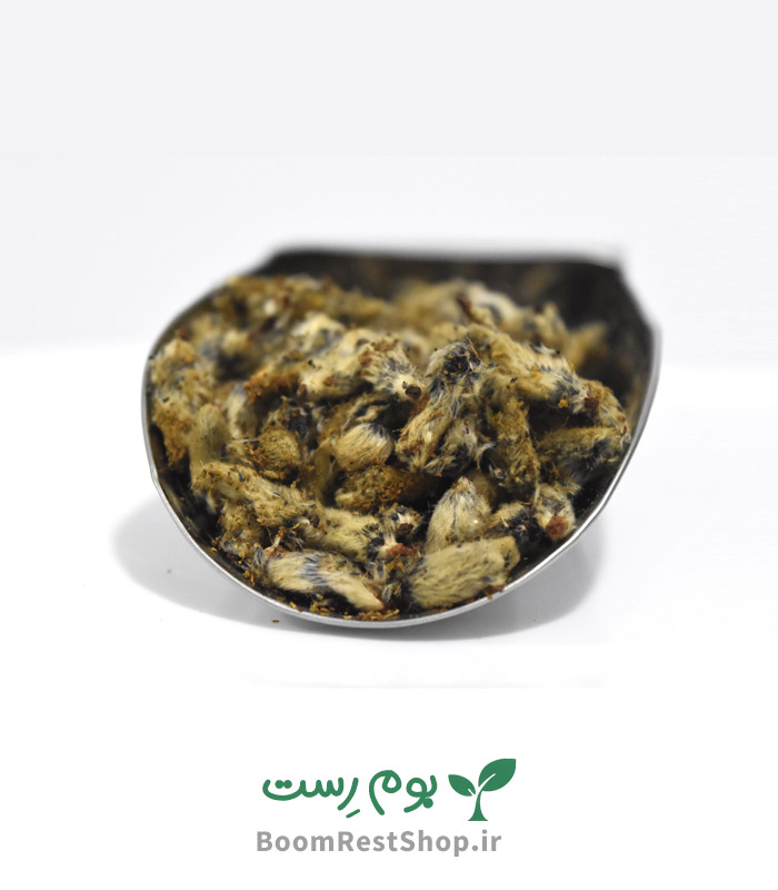گل بیدمشک در بوم رست