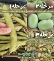 لپه باقالی دزفول