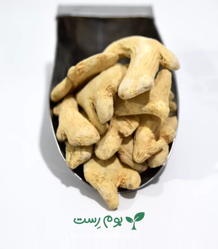 زنجبیل قلم چینی - بوم رست